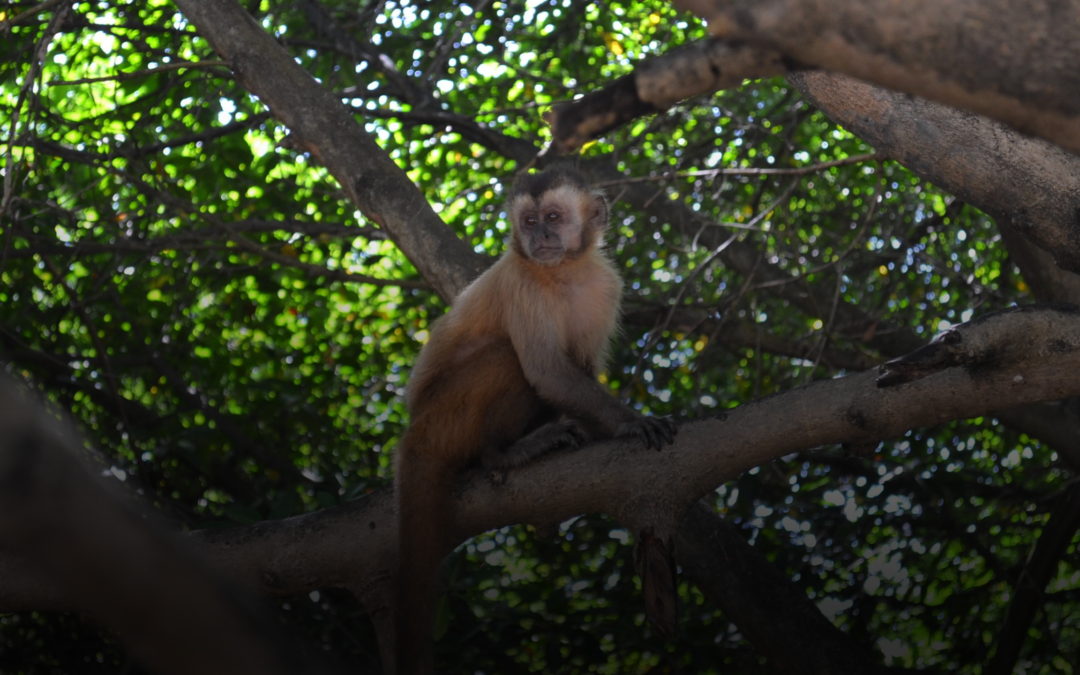 A importância de Projetos de Levantamento de Fauna.