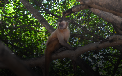 A importância de Projetos de Levantamento de Fauna.