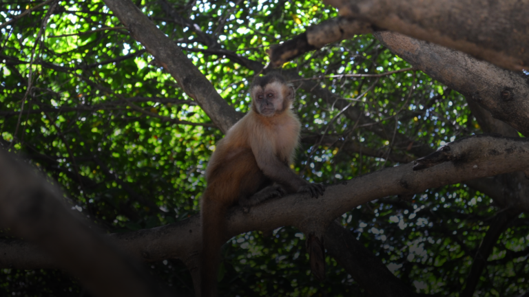 A importância de Projetos de Levantamento de Fauna.