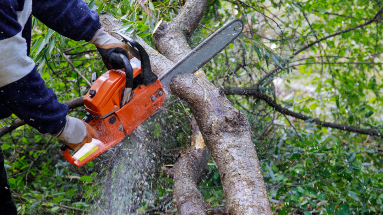 Autorização para Corte de Árvores e Supressão de Vegetação (ASV): Guia Completo
